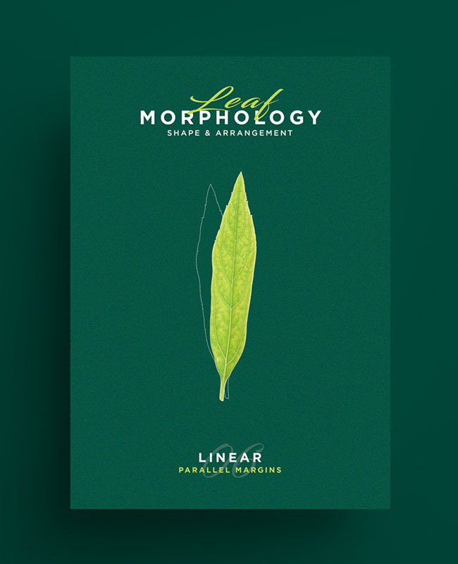 国外Leaf Morphology系列树叶海报设计欣赏