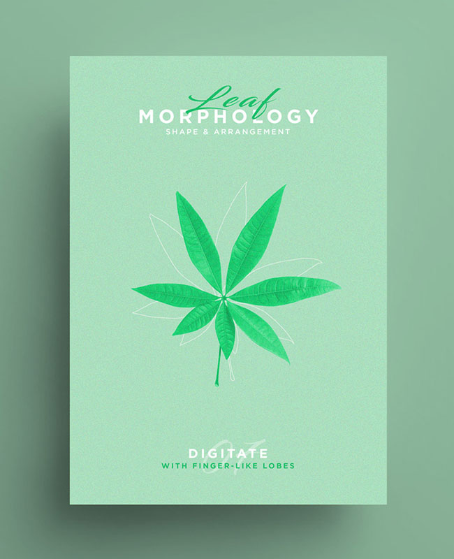 国外Leaf Morphology系列树叶海报设计欣赏