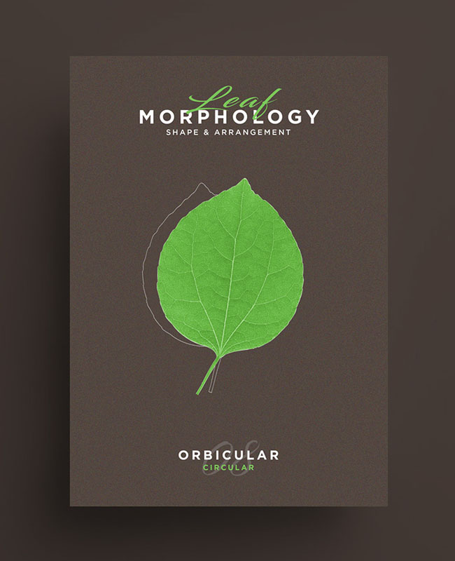 国外Leaf Morphology系列树叶海报设计欣赏
