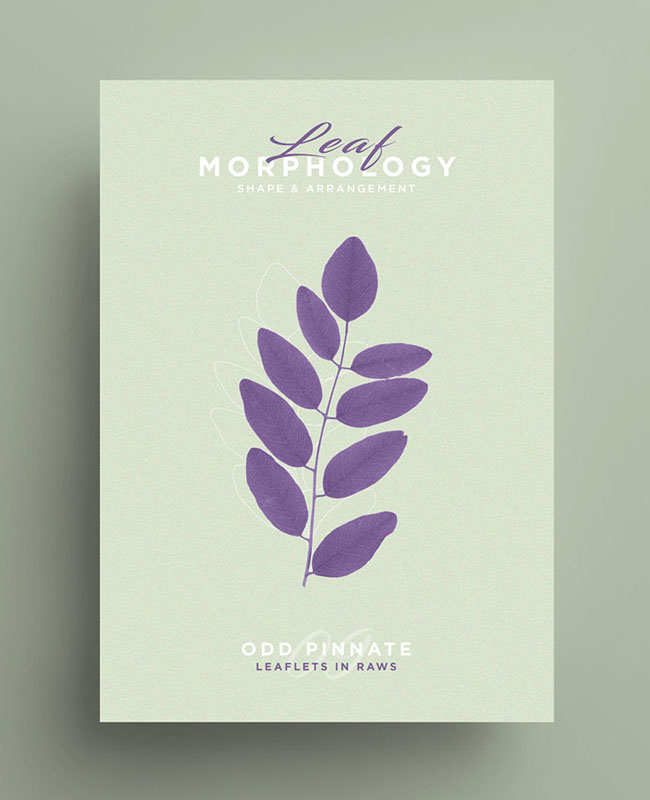 国外Leaf Morphology系列树叶海报设计欣赏