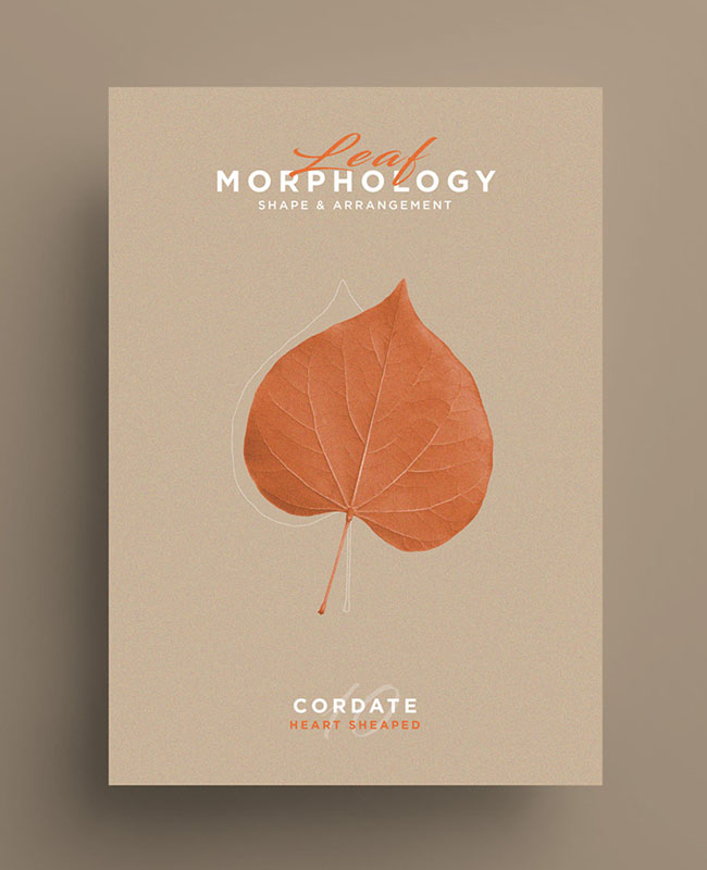国外Leaf Morphology系列树叶海报设计欣赏