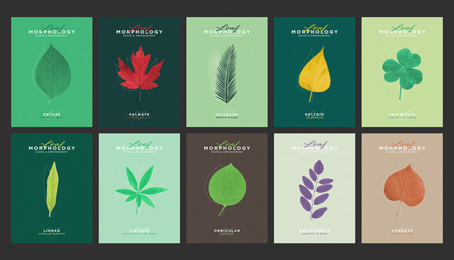 国外Leaf Morphology系列树叶海报设计欣赏