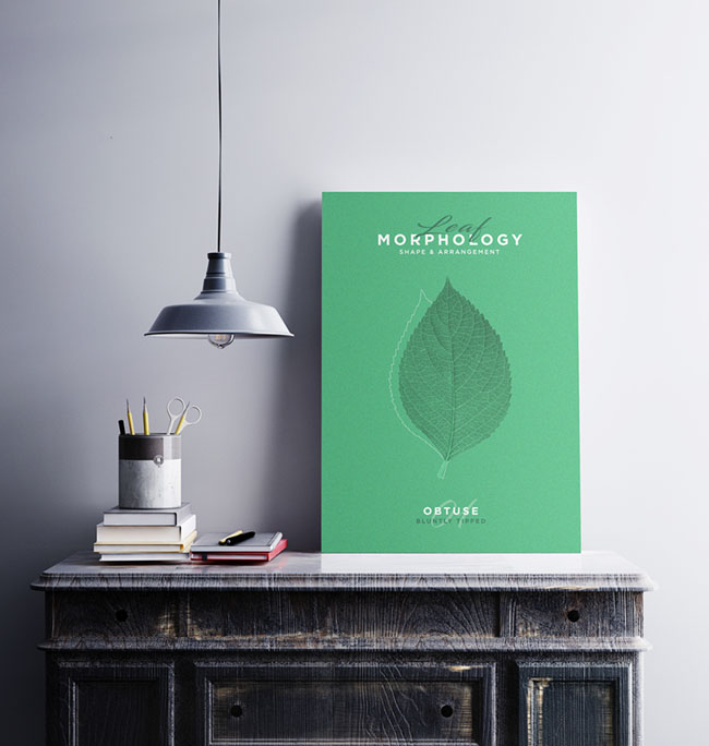 国外Leaf Morphology系列树叶海报设计欣赏