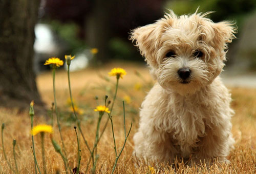 好听的宠物美容店名字大全